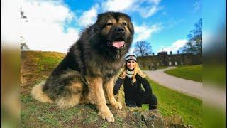 WOLF KILLER - THE LARGEST CAUCASIAN SHEPHERD OVCHARKA DOG IN THE UK