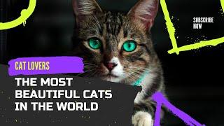 Most Beautiful Cat Breeds | Pet Keen #shorts