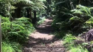 Pipeline Track - Huia Regional Park