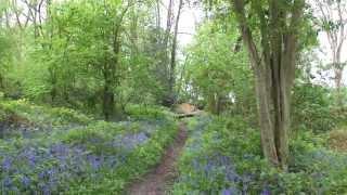 Bluebell woods for jump practise at Snowball Farm Equestrian Centre (1)