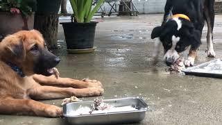 Dogs eat bone  episode 178| By Dog Food TV