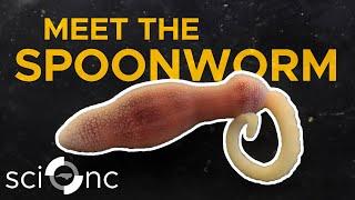 What is a spoonworm? | Sci NC | PBS North Carolina