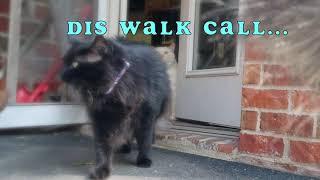 The Cat Walker House Cats Walk the Fashion Cat Walk