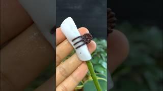Phalaenopsis orchid cuttings from flower branches #gardening #flowers #tips