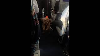 A dog gets loose on the flight and is not being nice. WAIT TIL THE END LMAO!!!