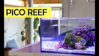 March's Reef Casa 6 Gallon Pico Reef Aquarium