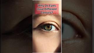 Why Do Eyes Have Different Colours? #eyes #eyecolour #iris #heterochromia #shortsfeed #youtubeshorts