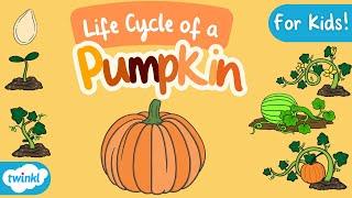 The Life Cycle of a Pumpkin for Kids! | Pumpkin Life Cycle | Science for Kids