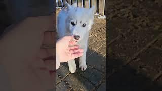 Wolfdog puppy looking for a home :) Girl, low percentage of wolf #dog #puppy #husky #wolf