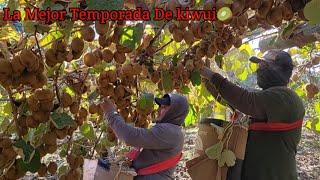 INCREÍBLE COSECHA DE KIWUI LA MEJÓR TEMPORADA 2021 EL PARAISO DE FRUTAS