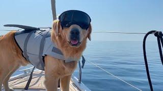 The World's Coolest Dog   | FUNNIEST Pets Of The Week