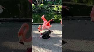 American flamingo Birds vs Turkey #youtubeshorts #ytshorts #shortsyoutube