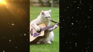 Amazing funny cat dance |Cutest Cats | cat Meow Meow Bill songs