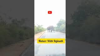 Meet An Elephant On The Road |Wild Elephant | Nature with Rejinath |shorts |Trending|wild animals