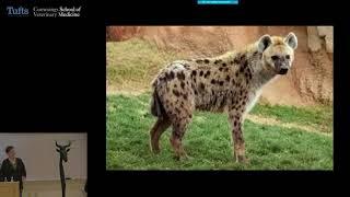 Animal Matters: Animals, Africa, and Art