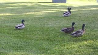 Secret Mallard Drake Gang- Duck Fraternity Recruiting New Juveniles!