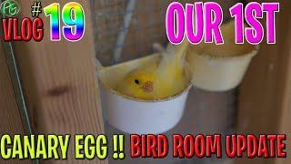 ️NEW️PET CANARY IN THE MAKING ! PET BIRD VLOG | BIRD ROOM UPDATE 2019