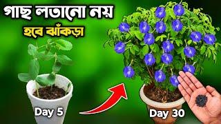 গাছ লতানো নয় হবে ঝাঁকড়া | care of aparajita plant | best fertilizer for aparajita | নীলকন্ঠ