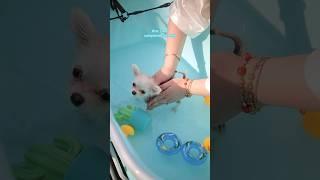 Puppy Barley Bath Time! 🫧