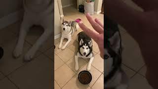 How To PROPERLY Feed A Husky Dog!!! #shorts