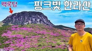철쭉 만개한 한라산에서 노루와 역대급 인파 마주친 이야기