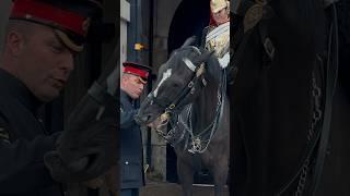 HORSE GETS NIPPY WITH CORPORAL ️ | Horse Guards, Royal guard, Kings Guard, Horse, London, 2024