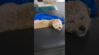 늘어나는 말티푸 #투투무 #tutumu #maltipoo #말티푸