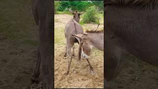 #donkeys #animals #shortsvideo