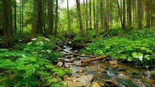 The sound of a river that melts your brain, the voice of a bird [study, sleep, relaxation, ASMR]