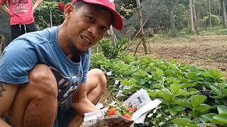 PAANO MAGSIMULA SA STRAWBERRY FARMING? GAMIT LANG ANG RUNNER TIPS & TUTORIAL/ GHA AGRI TV