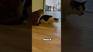 She brough home a new friend and her cats's reactions are hilarious 