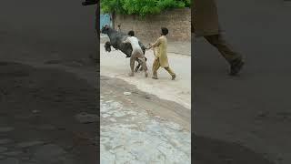 Funny Buffalo Jumping | Buffalo Qurbani Video | Buffalo Run Away During Qurbani #eid #qurbanistatus
