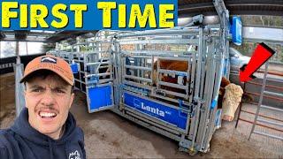 New Cattle Handling System Is Fast