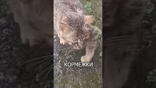Хитрый КОТ Притворяется, что у Него Сломана Лапа