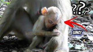 Baby Monkey Luno's Adorable Milk Request From Mommy Monkey Luna