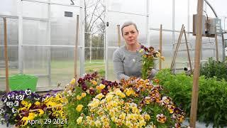 Violas (Pansies) for Specialty Cut-Flower Production