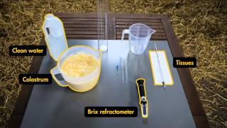 Testing colostrum - brought to you by AHDB Dairy