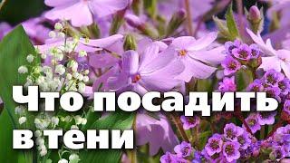 ДЕКОРАТИВНЫЕ РАСТЕНИЯ ДЛЯ ПОСАДКИ В ТЕНИ. ВЫ УДИВИТЕСЬ, КАК ИХ МНОГО!