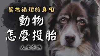 【萬物生類】都是靈魂循環出生的監牢｜自然篇【人生字典】張國松 ｜萬物有靈｜放生｜靈性