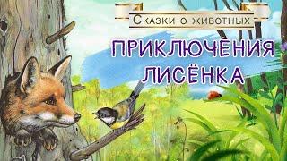 Приключения лисенка | сказка для детей| | женским голосом| сказка на ночь|  Зайкин канал
