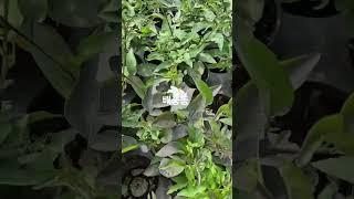 배풍등 소개#배풍등 #주말농사 #garden