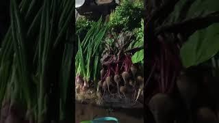 Let's welcome winter with green leafy vegetables # funny video # @Taruna-Mimo-20-23
