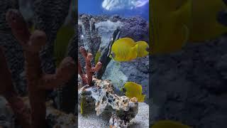  2021.11 #美麗#珊瑚魚 #尋鯊探秘 #鯊魚館 #香港 #海洋公園 #海洋動物#滿天星星StarWish#StarWishJournal