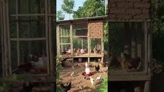 Mud Bricks and Net Chicken Coop #Design43 #Shorts