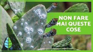 7 ERRORI COMUNI nella COLTIVAZIONE DEI CACTUS ️ Non commetterli!