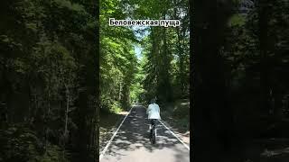 Беловежская пуща, Беларусь