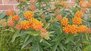 Magnificent butterfly weed in bloom