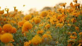 The Flower Guiding the Dead Home | The Green Planet | BBC Earth