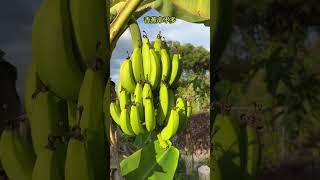 為什麼這叢香蕉長得這麼短？