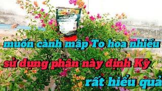 muốn cành mập To hoa nhiều sử dụng phân này định kỳ rất hiệu quả